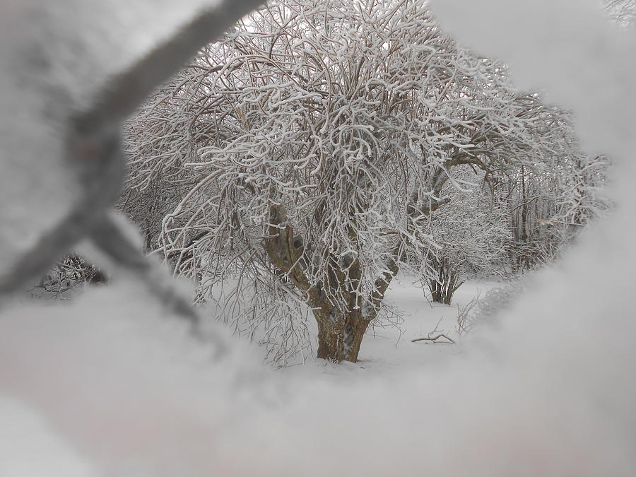 Winter Photograph - Snowball Bush In Snow by Diannah Lynch