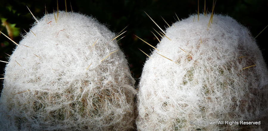 Snowball Cotton Cactus Photograph by Jeff Lowe