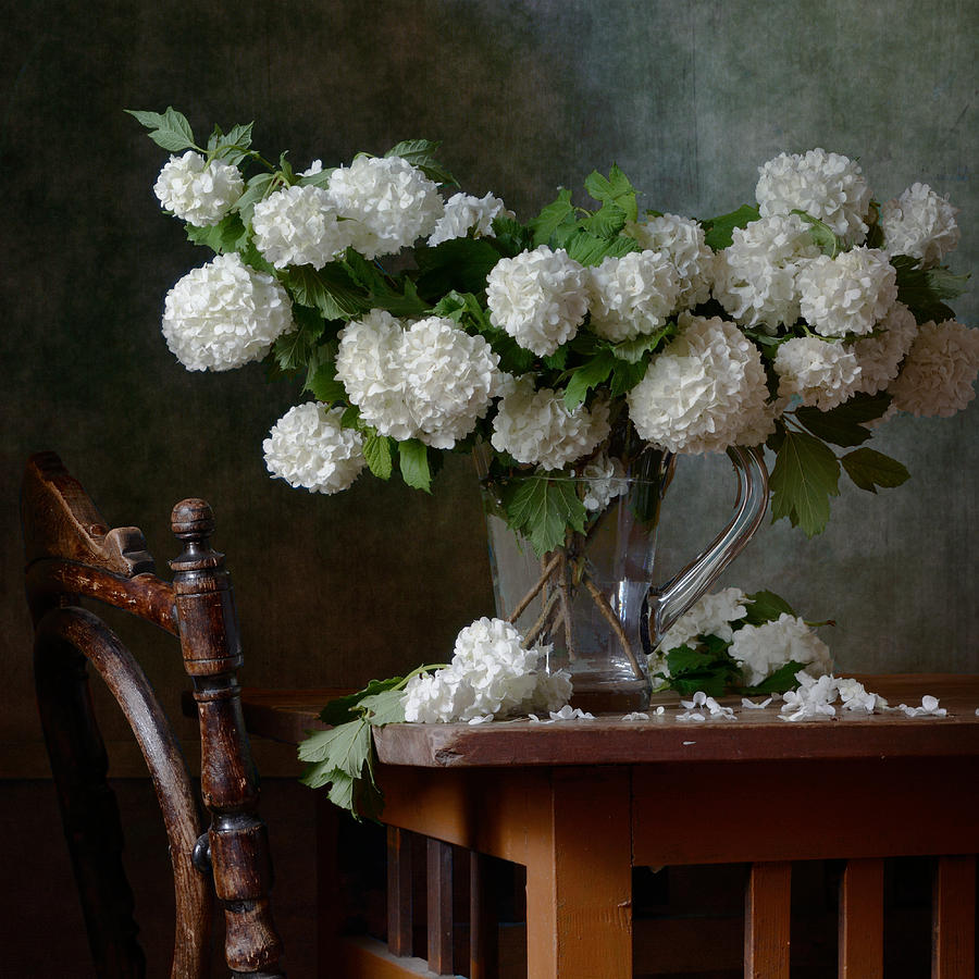 Still Life Photograph - Snowball Flowers  by Nikolay Panov