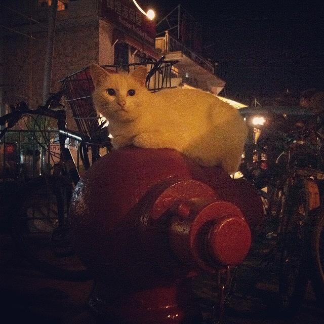 Animal Photograph - Snowball On The Fire Hydrant. #cat by TC Li