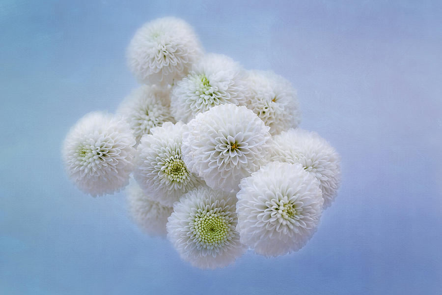 Nature Photograph - Snowballs-Pom Mum by Kim Hojnacki