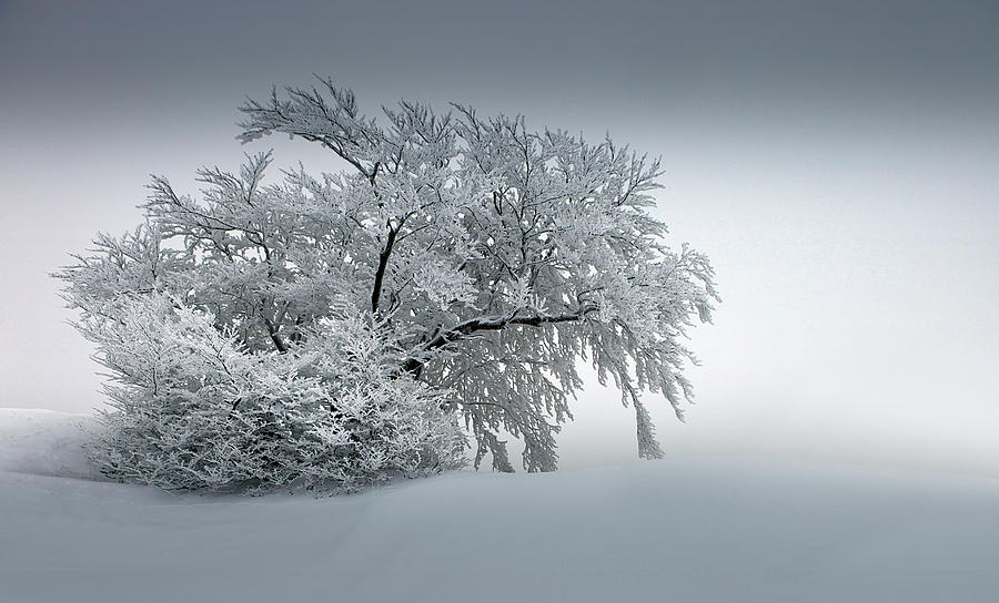 Snow_baum Photograph by Nicolas Schumacher