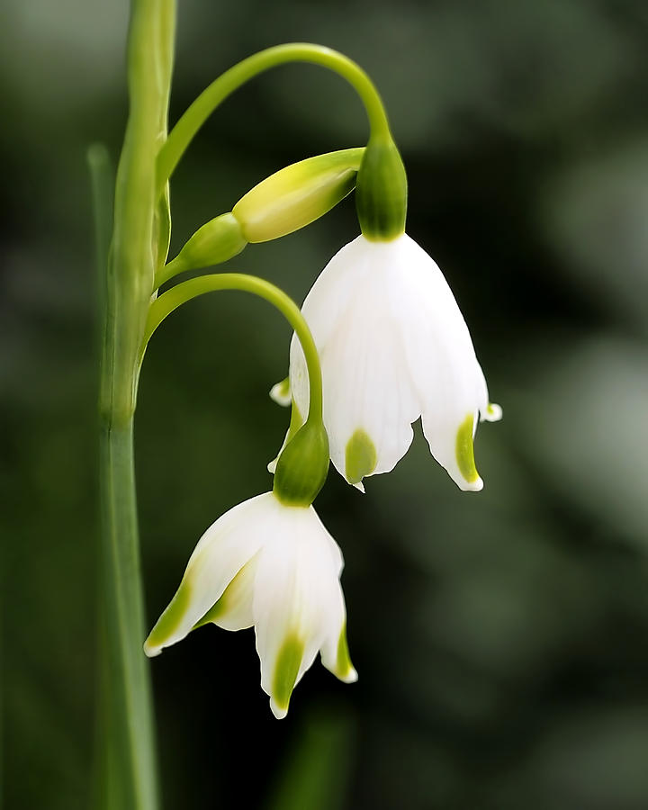 Snowbells in Spring Photograph by Rona Black