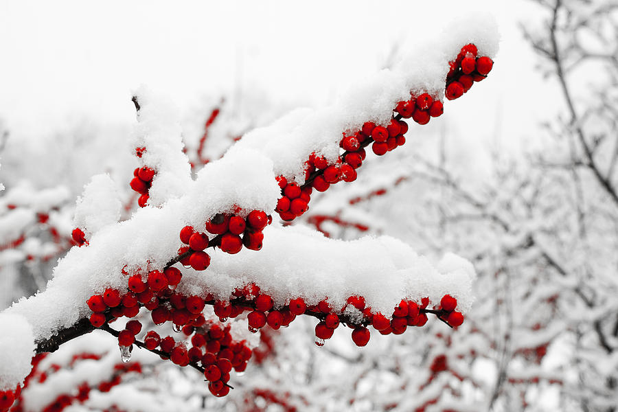 Snowberries Photograph by Michael Porchik