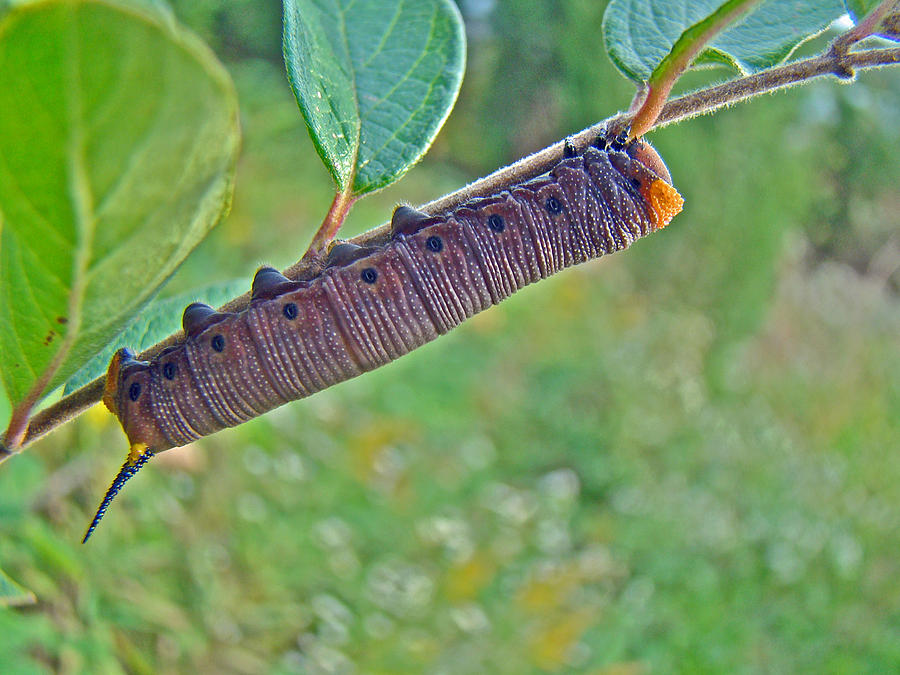 Snowberry Clearwing Hawk Moth Caterpillar - Hemaris diffinis Photograph by Carol Senske