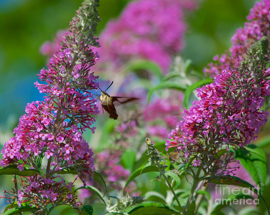 Snowberry Clearwing Hummingbird Moth Photograph by Mark Dodd