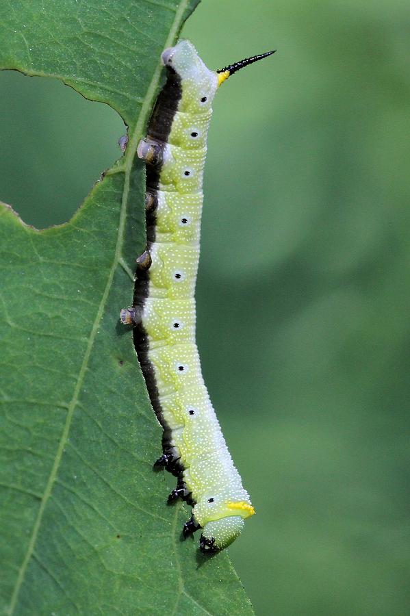 Snowberry Clearwing Moth Caterpillar Photograph by Doris Potter