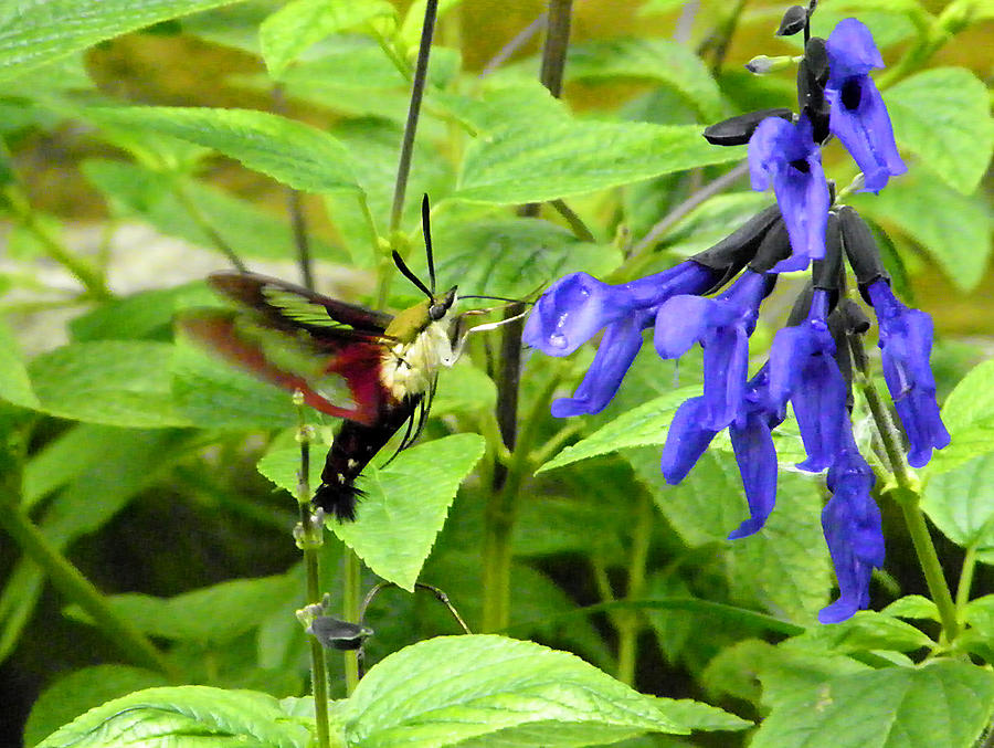 Snowberry Hummingbird Moth on Black and Blue Salvia Photograph by Judy Wanamaker