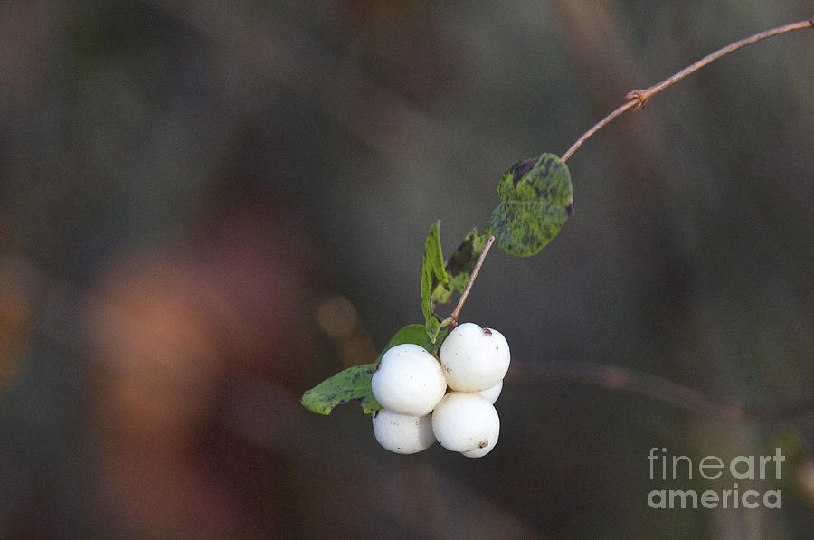Snowberry Photograph by Sean Griffin