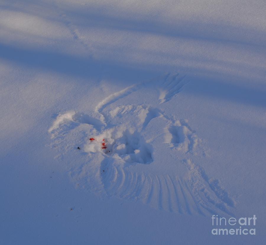 Hawk Photograph - Snowbird 0107 by Alan Homka