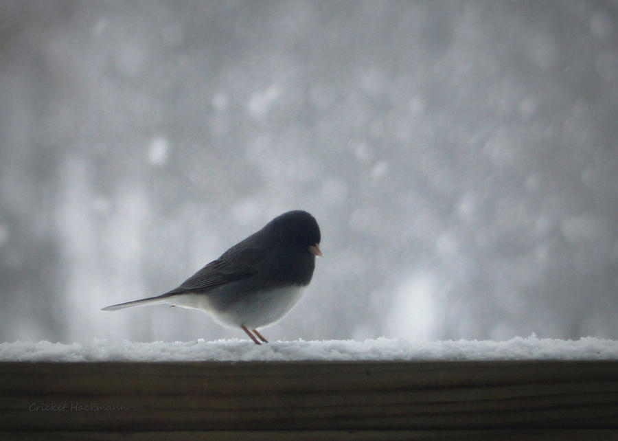 Snowbird Gets His Wish Photograph by Cricket Hackmann