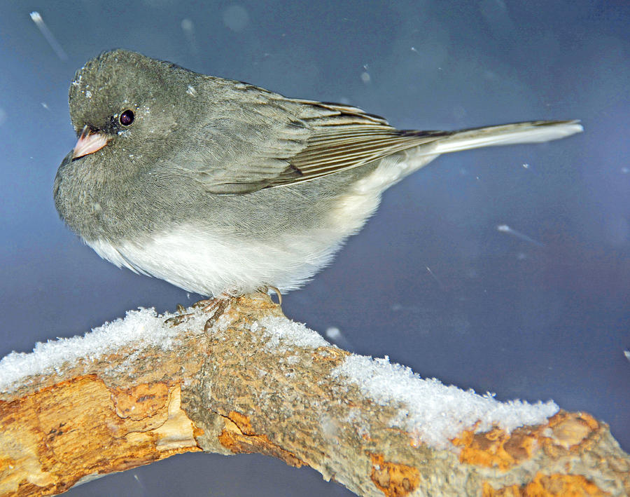 Snowbird in Winter Slate Colored Junco Photograph by A Macarthur Gurmankin
