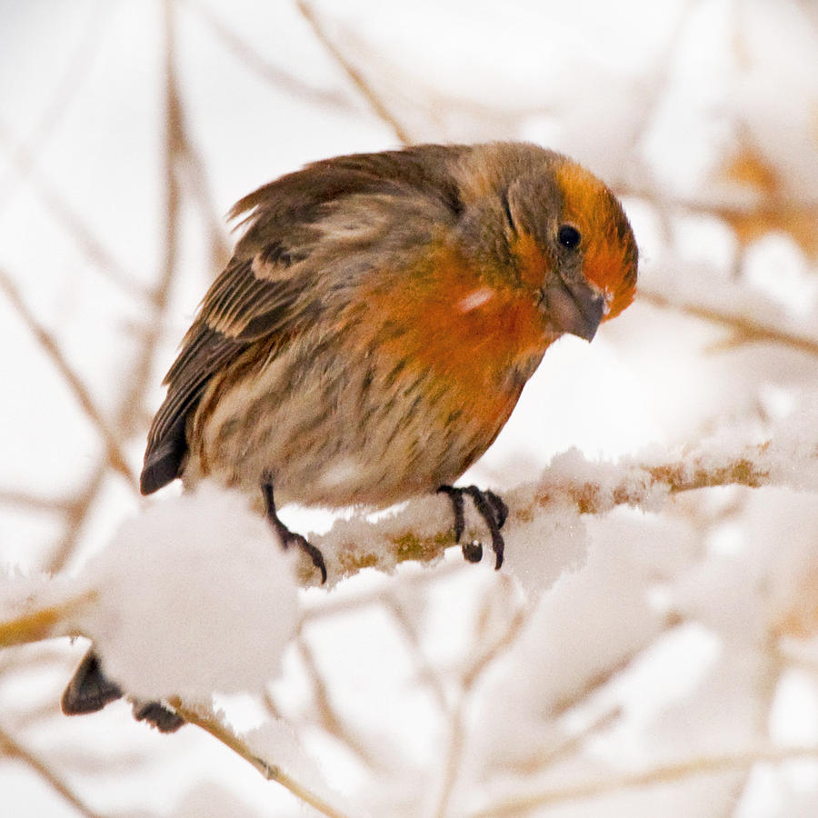Snowbird Photograph by Janis Knight