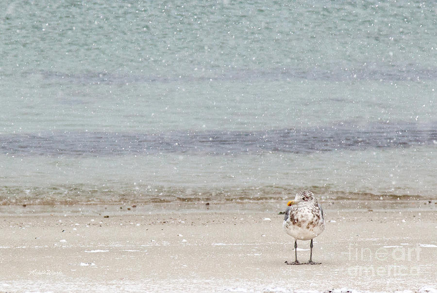 Seagull Photograph - SnowBird by Michelle Constantine