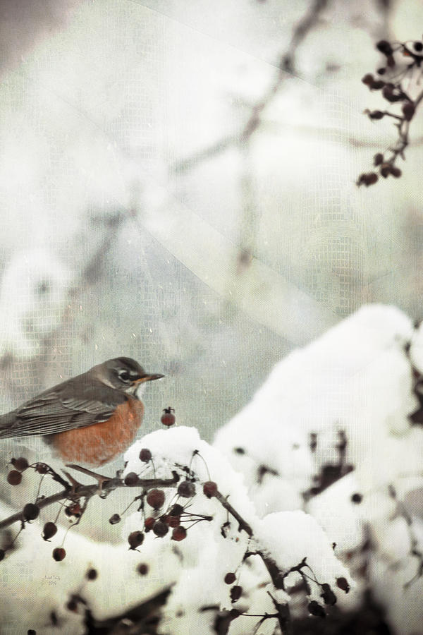 Snowbird Mixed Media by Trish Tritz
