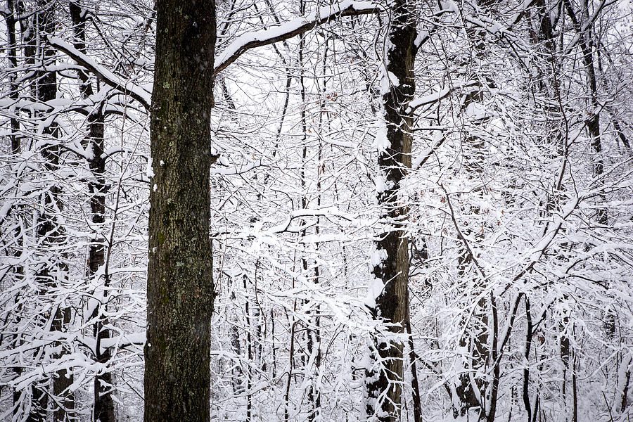 Nature Photograph - Snowbound by Erin Cadigan
