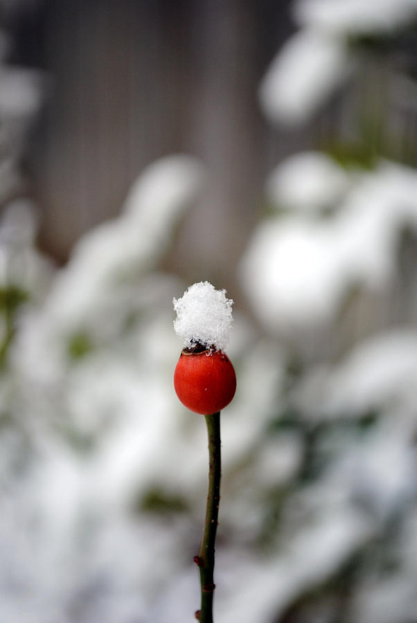 Snowcap Photograph by Kelly Nowak