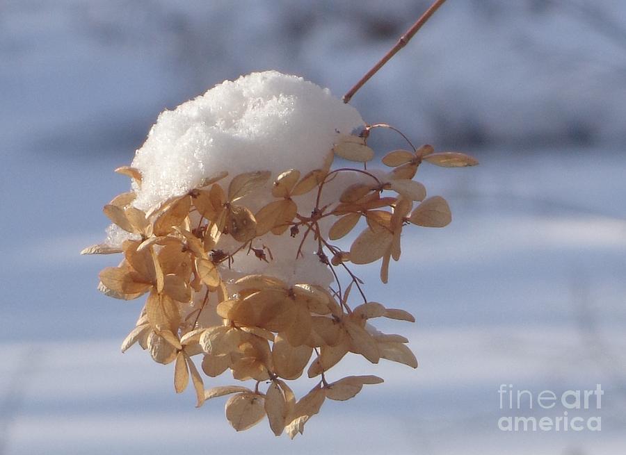 SnowCapped Flower                Photograph by Christina Verdgeline