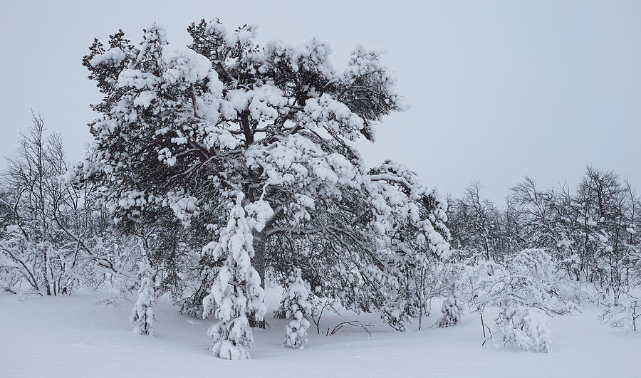 Snowclad Pine Photograph by Pekka Sammallahti