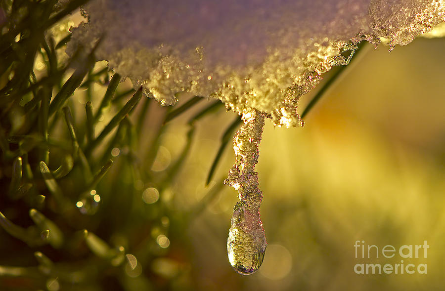 Snowdrop Crystal Photograph by Sharon Talson