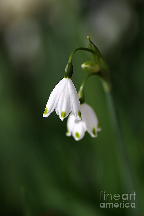 Flower Photograph - Snowdrop Duet by Joy Watson