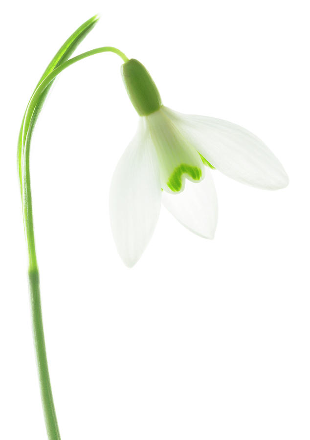 Snowdrop Flower Photograph by Gustoimages/science Photo Library - Fine ...