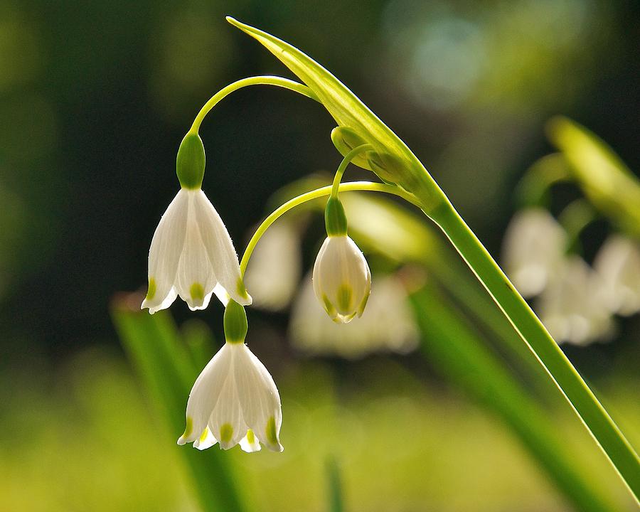 Snowdrop Flower Photograph By Keith Nicodemus