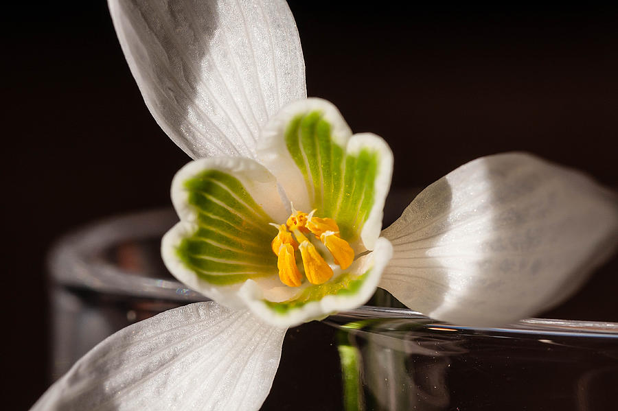 Flowers Still Life Photograph - Snowdrop in a Glass by Richard Thomas