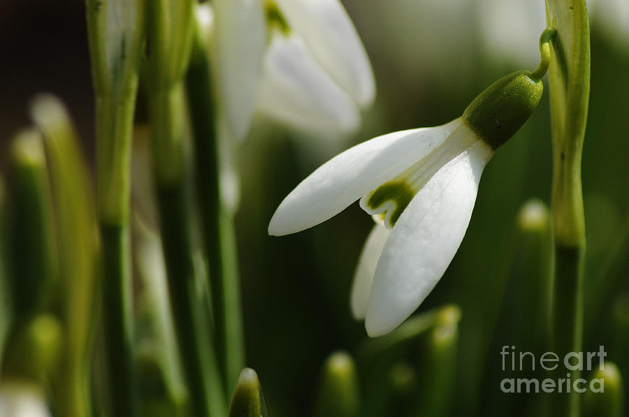 Snowdrop Photograph by Larry Ricker