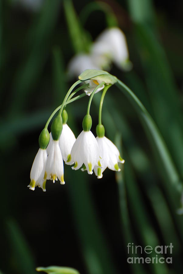Flower Photograph - Snowdrop Lily by DejaVu Designs