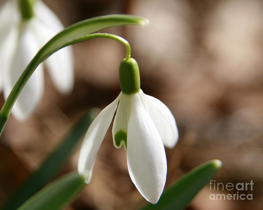 Flower Photograph - Snowdrop by Neal Eslinger
