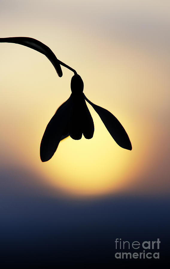 Flower Photograph - Snowdrop Silhouette by Tim Gainey