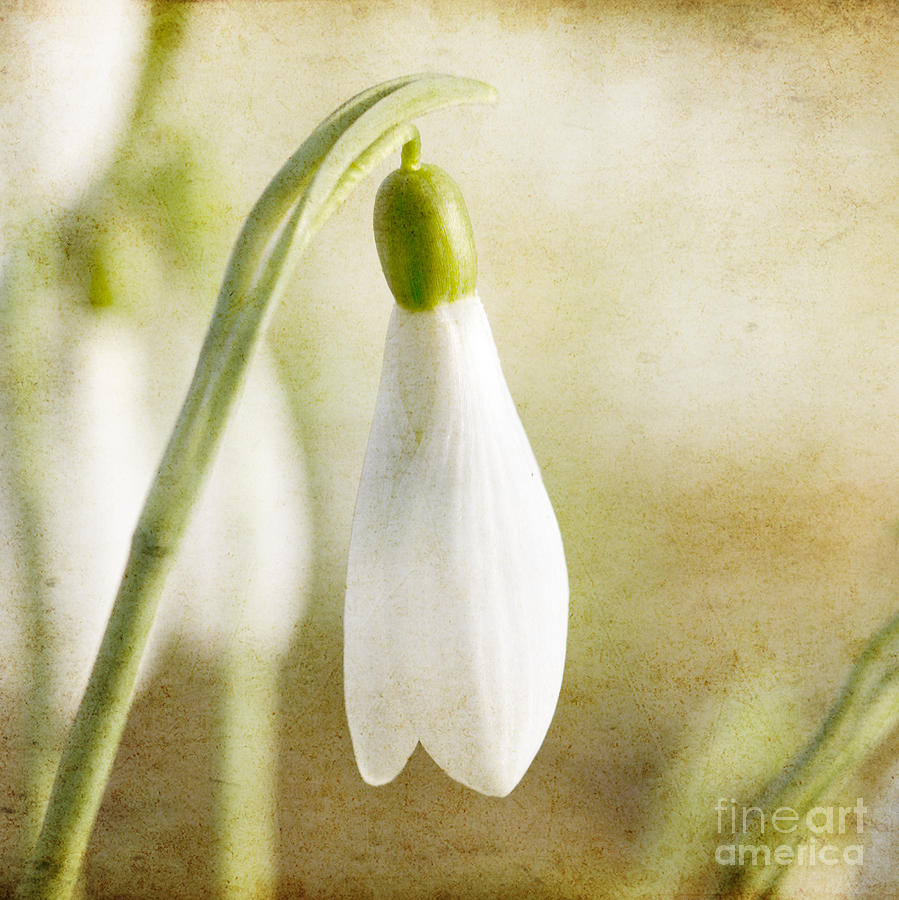 Nature Photograph - Snowdrop textured by Steev Stamford