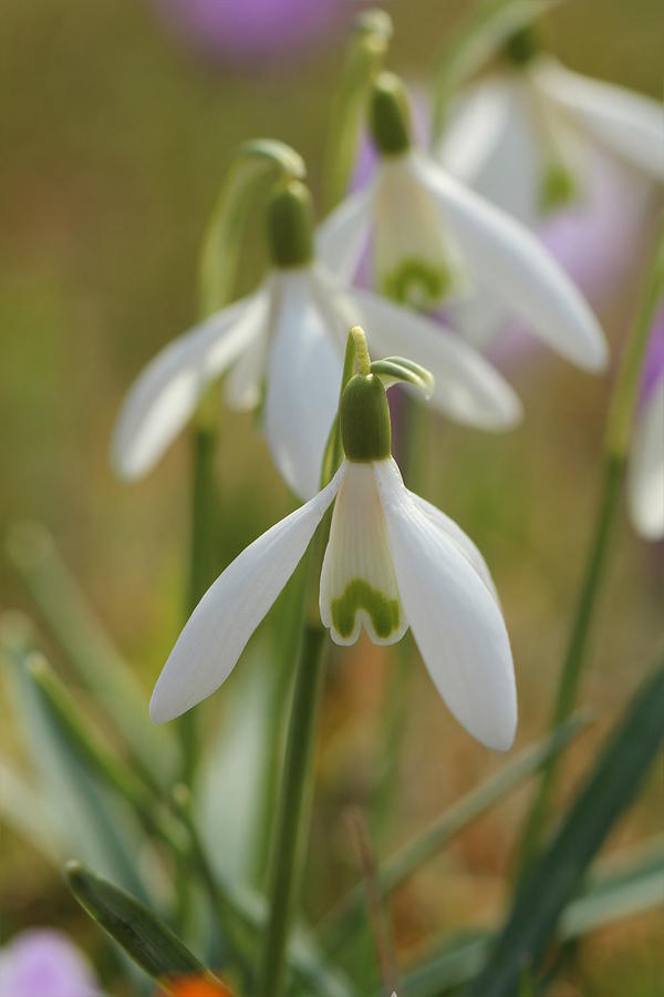 Flower Photograph - Snowdrops And Crocuses by Heike Hultsch
