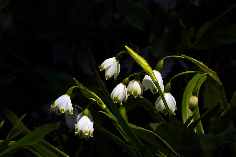 Snowdrops And Dark Background Photograph by Byron Varvarigos
