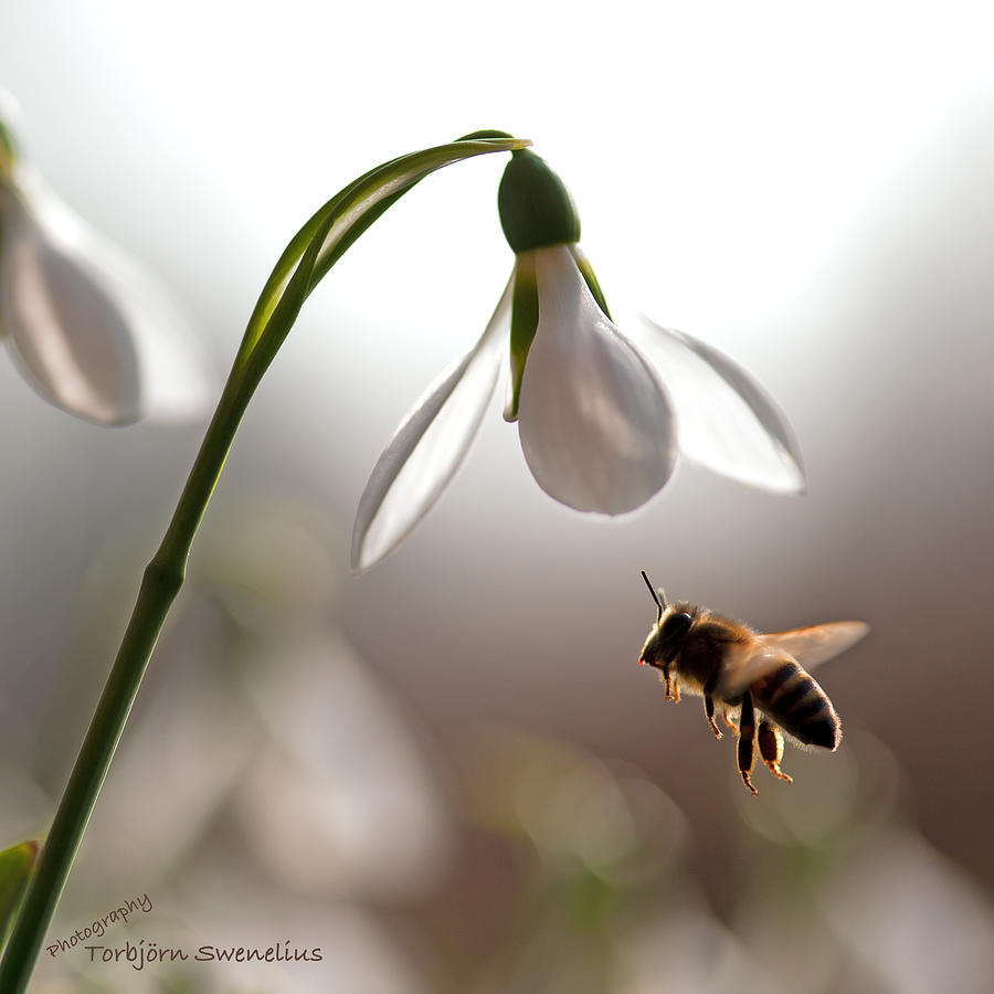 Snowdrops and the bee Photograph by Torbjorn Swenelius