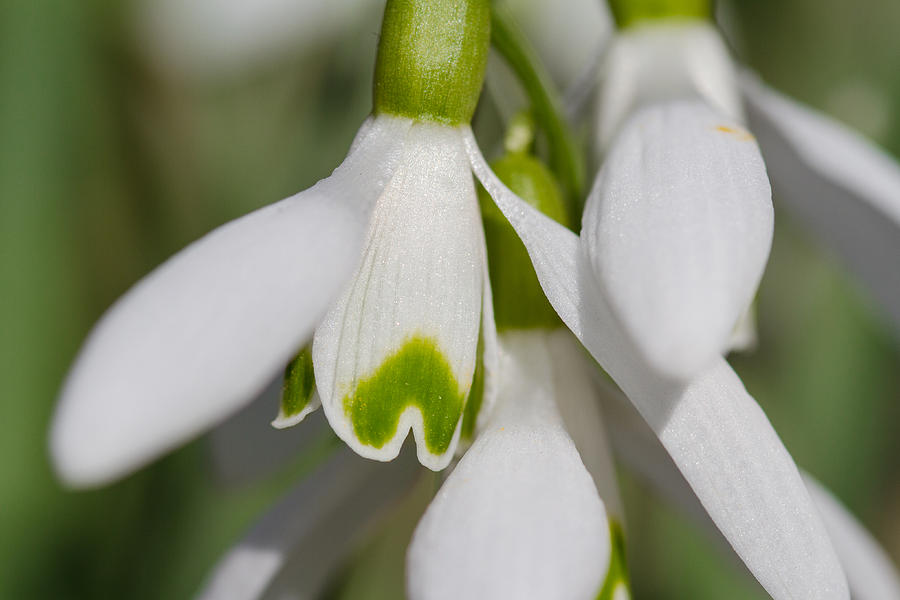 Snowdrops Photograph by Andreas Levi