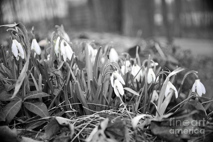 Spring Photograph - Snowdrops by Elaine Mikkelstrup