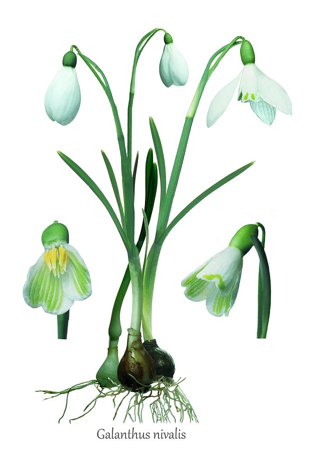 Nature Photograph - Snowdrops (galanthus Nivalis) by Science Photo Library Nature Photograph - Snowdrops (galanthus Nivalis) by Science Photo Library