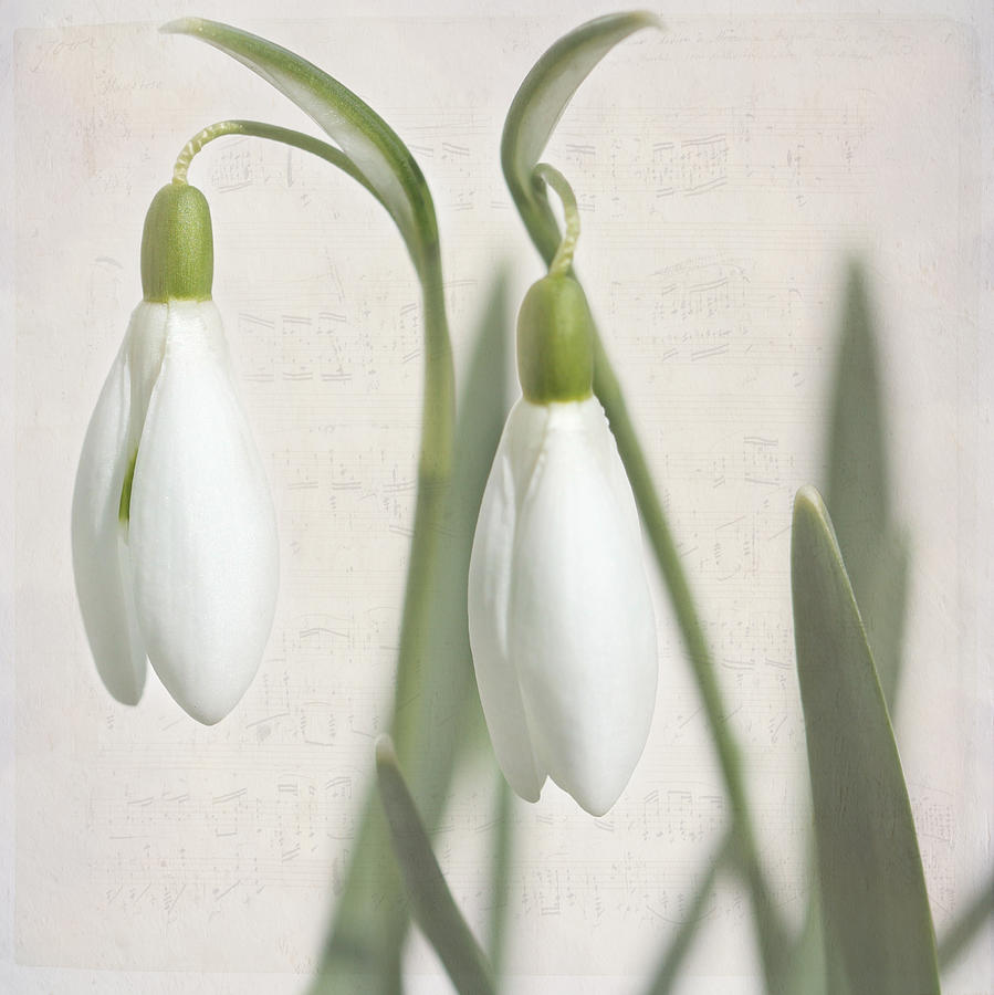 Snowdrops In Spring Photograph by Heike Hultsch