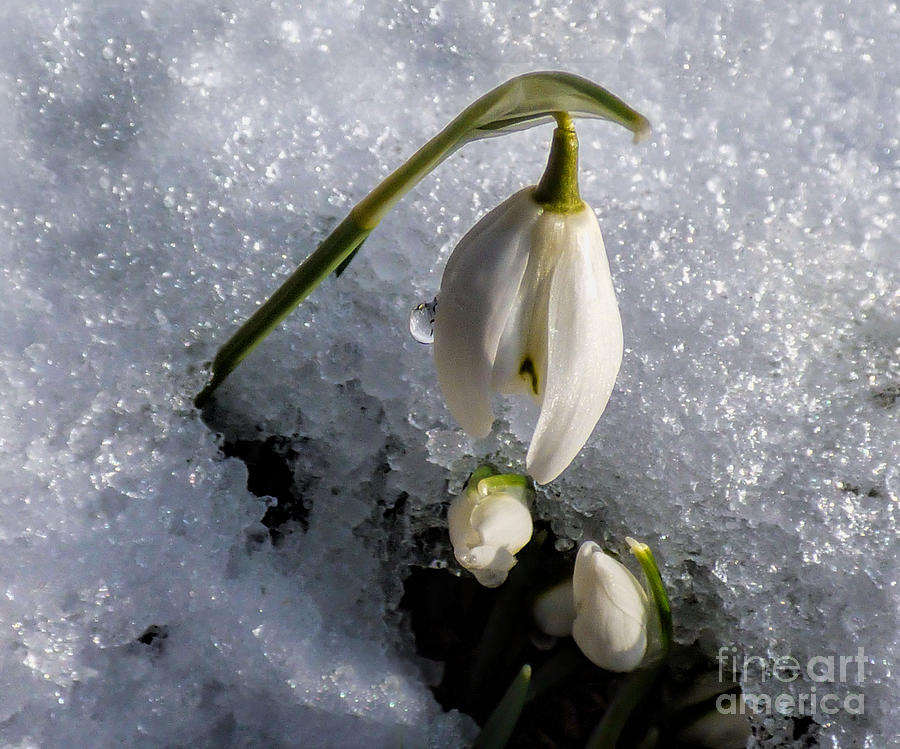 Snow White Snowdrops in the Snow Photograph by Lynn Bolt