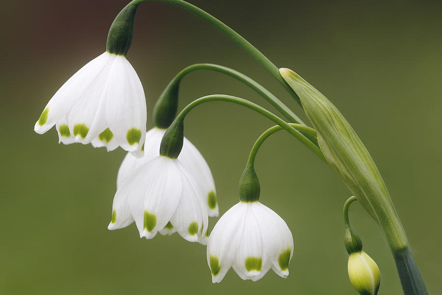 Snowdrops Photograph by Jaki Miller
