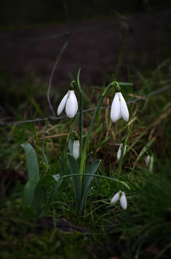 Snowdrops Photograph by Spikey Mouse Photography