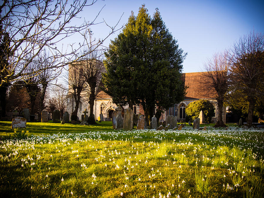 Snowdrops Photograph by Mark Llewellyn