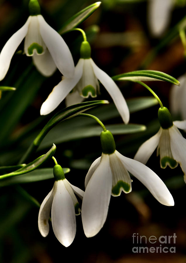 Snowdrops Photograph by Martyn Arnold