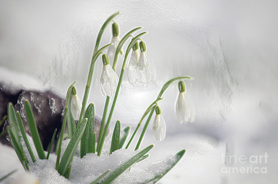 Snowdrops on Ice Photograph by Sharon Talson