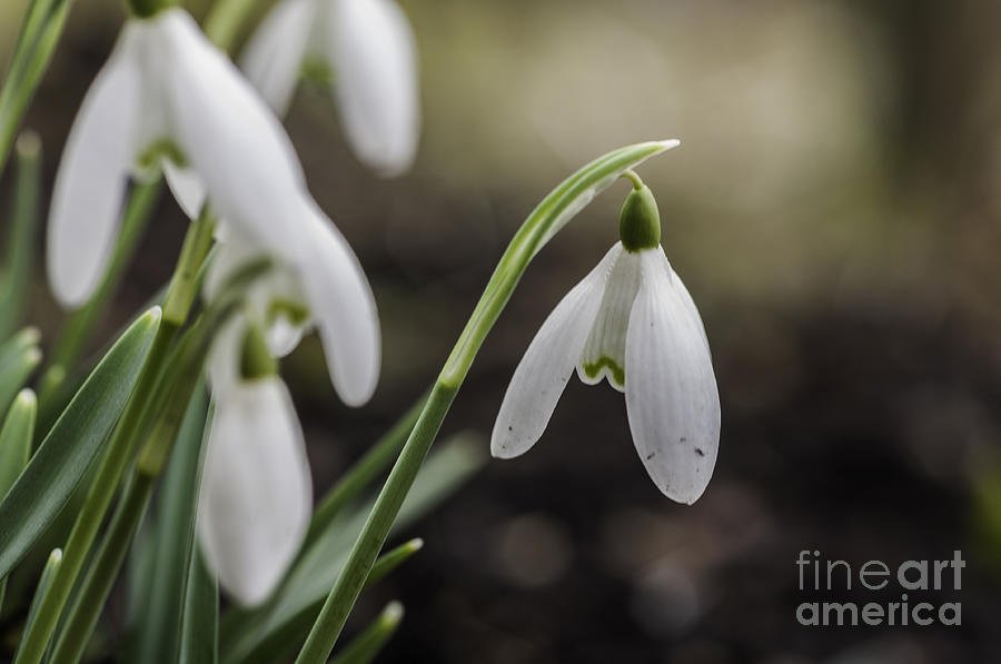 Snowdrops Photograph by Steve Purnell
