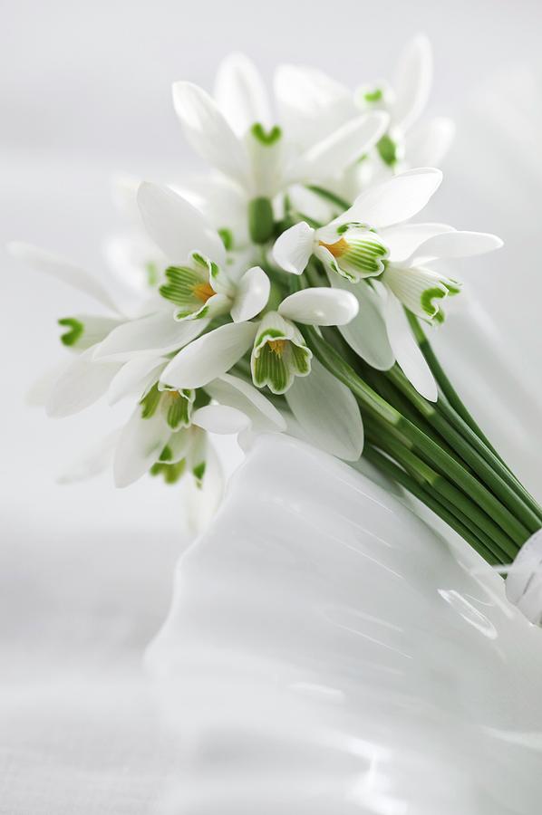 Snowdrops Tied With A Ribbon Photograph by Gustoimages/science Photo ...
