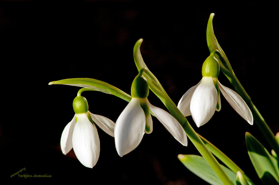 Snowdrops Photograph by Torbjorn Swenelius