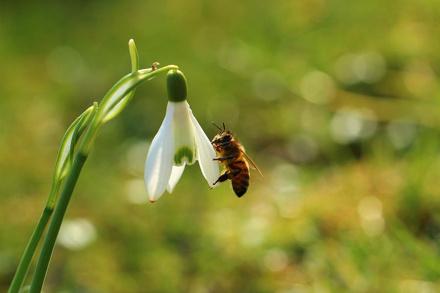 Snowdrops With A Bee Photograph by Heike Hultsch